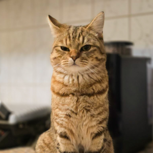 Клиент
